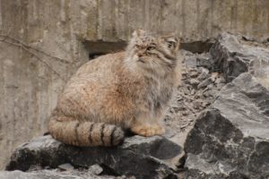 animals, Rocks, Feline, Manul