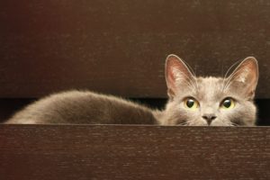 cat, In, A, Drawer