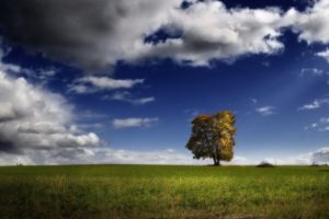 clouds, Nature, Trees, Skylines, Earth, Fields, Outdoors, Plants