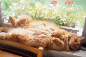 animals, Cats, Felines, Fur, Sleep, Face, Whiskers, Window, Flowers, Cute