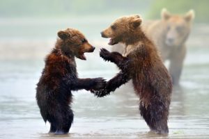 animals, Bears, Play, Mood, Rivers, Nature, Predator, Wildlife