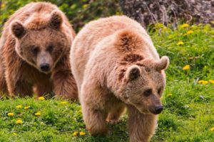 nature, Wall, Animals, Grizzly, Bears, Bears