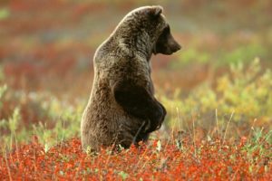 animals, Bears