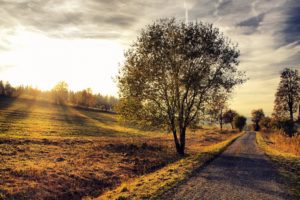 nature, Landscapes, Trees, Fields, Sunrise, Sunset, Sky, Clouds