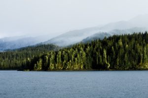 landscapes, Trees, Forest, Woods, Mountains, Fog