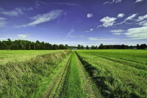 field, Lake, Trees, Road, Landscape