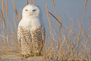 birds, Owl, Nyctea, Scandiaca, Animals