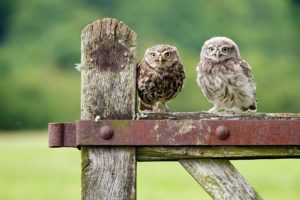 owls, Owl