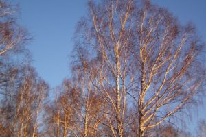 trees, Nature, Plant, Tree, Woods, Green, Yellow, Colors, Forest, Wood