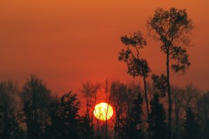 trees, Nature, Plant, Tree, Woods, Green, Yellow, Colors, Forest, Wood