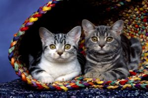 cats, In, Basket