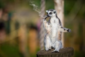 lemur, Smoking, Cigarette, 420, Weed, Marijuana, Drugs, Funny, Humor