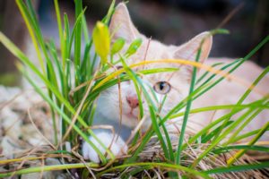 cat, Kitten, Grass