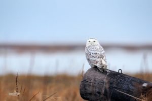 snowy, Owl