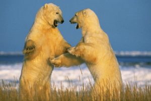 polar, Bears