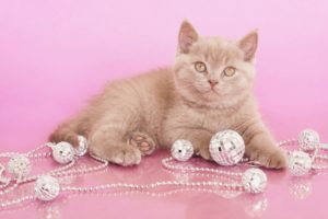 british, Shorthair, Kitten, Garland