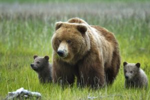 brown, Bear, Bear, Cubs