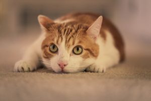 cat, White haired, Gaze, Posture