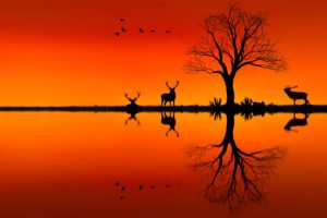 landscapes, Nature, Animals, Trees, Lakes, Sunset, Orange, Art, Drawing, Birds