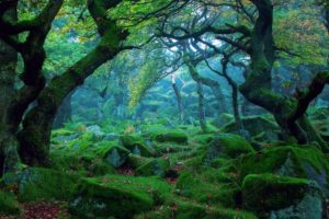 forest, Tree, Landscape, Nature, Grass, Moss