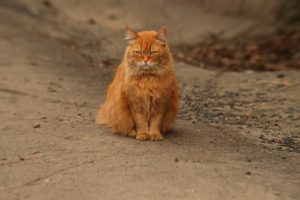 cat, Red, Autumn, Eyes