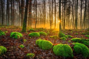 forest, Trees, Nature, Landscape, Tree, Autumn, Fall