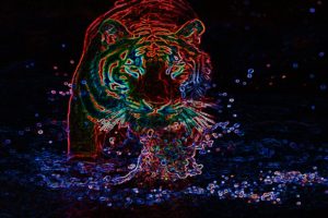 tiger, Cat, Predator, Cats, Fantasy, Asian, Oriental, Nature, Jungle