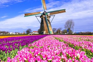 netherlands, Fields, Tulips, Many, Mill, Keukenhof, Lisse, Nature, Flowers