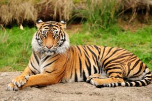 animals, Tiger