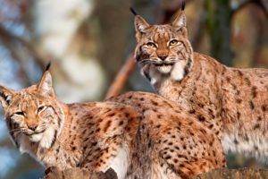 lynx, Couple, Cat