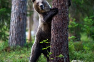 bears, Brown, Bears, Trunk, Tree, Animals, Wallpapers