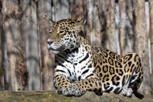 jaguars, Animals, Wallpapers