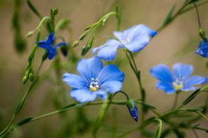 green, Summer, Blue, Field, Flowers