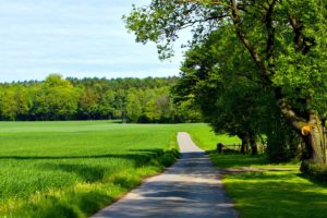 summer, Road, Woods, Green, Crops, Landscape