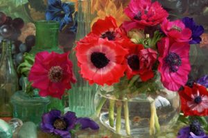 flowers, Anemones, Flower