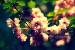 nature, Flowers, Summer, Depth, Of, Field