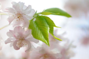 flowers, White, Green, Leaves