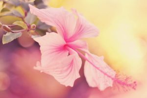 flowers, Hibiscus