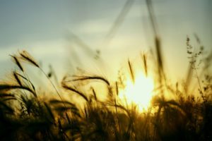 nature, Sun, Fields, Plants, Skyscapes