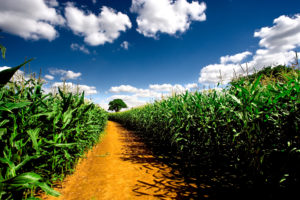 clouds, Nature, Fields, Corn, Farms, Ndspaces