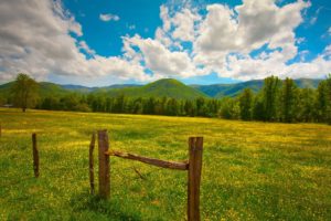 grass, Herbs, Poles, Fence, Summer