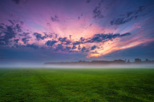 field, Grass, Fog, Trees, Germany