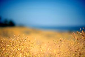 beautiful, Flower, Field