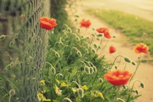 flowers, Flower, Poppy, Red, Green, Mesh, Fence, Bokeh