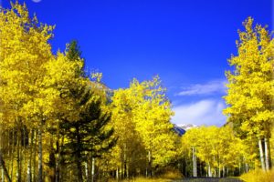 road, Autumn, Trees, Landscape