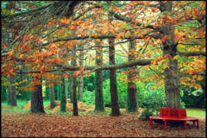 autumn, Park, Bench