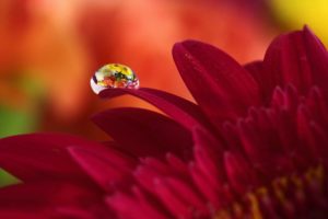 nature, Flower, Garden, Wild, Drop, Macro, Pink, Hd, Wallpaper