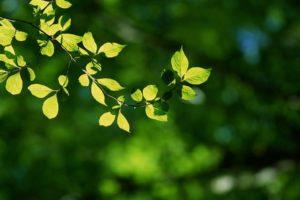 nature, Forest, Leaves, Depth, Of, Field