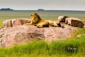 landscapes, Lions