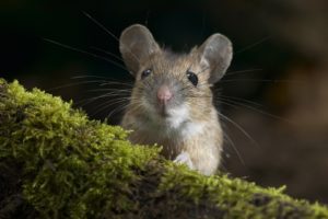 animals, Outdoors, Black, Eyes, Moss, Depth, Of, Field, Mice